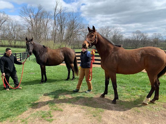 A man is standing next to two horses in a field.