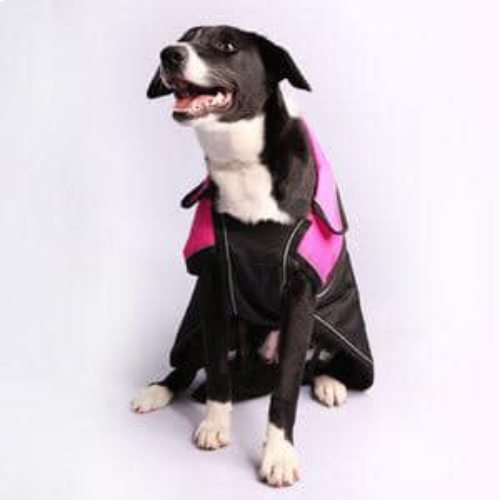 Pet Food & Animal Dedicated Specialists in Parkes, NSW