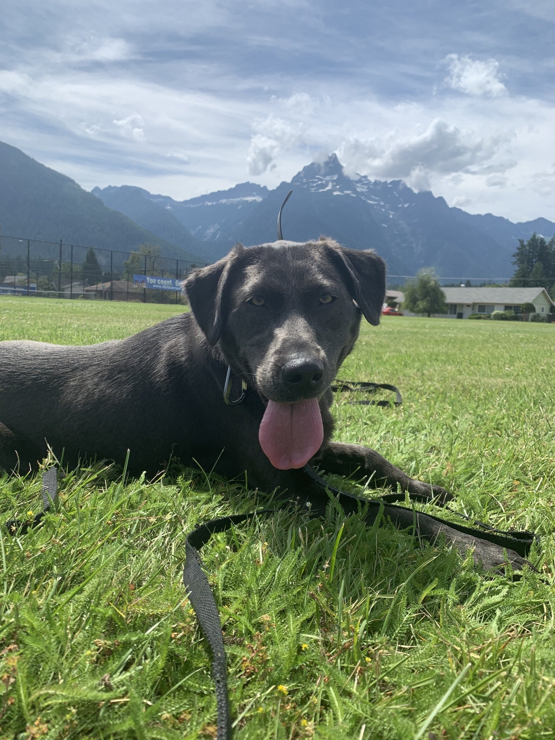 Free Dog Training Consultation Seattle WA (425) 3668988 Call Now