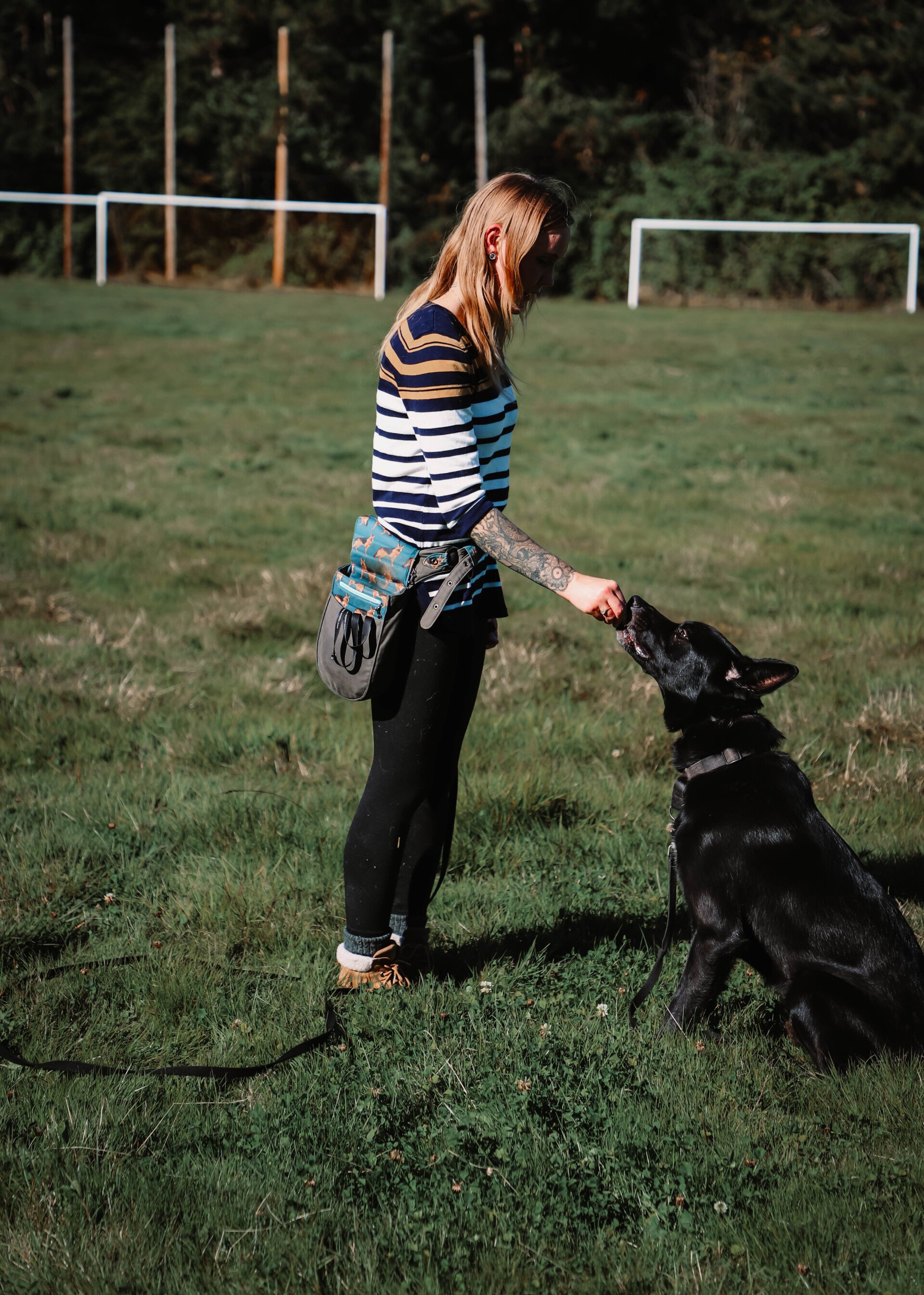 Free Dog Training Consultation Seattle WA (425) 3668988 Call Now