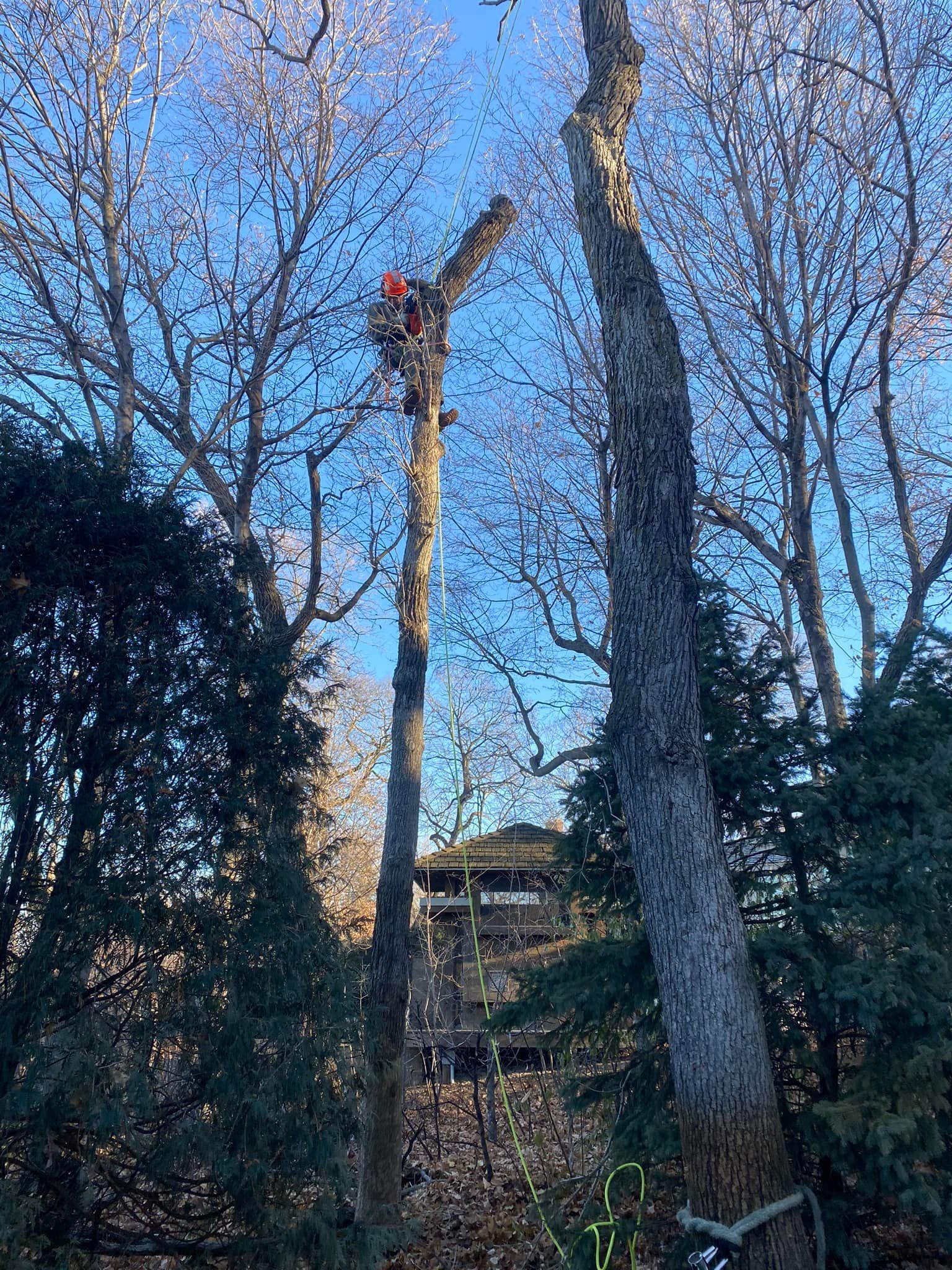 Arborist in tree, cutting branches with saw. Trees, blue sky, and a house in the background.