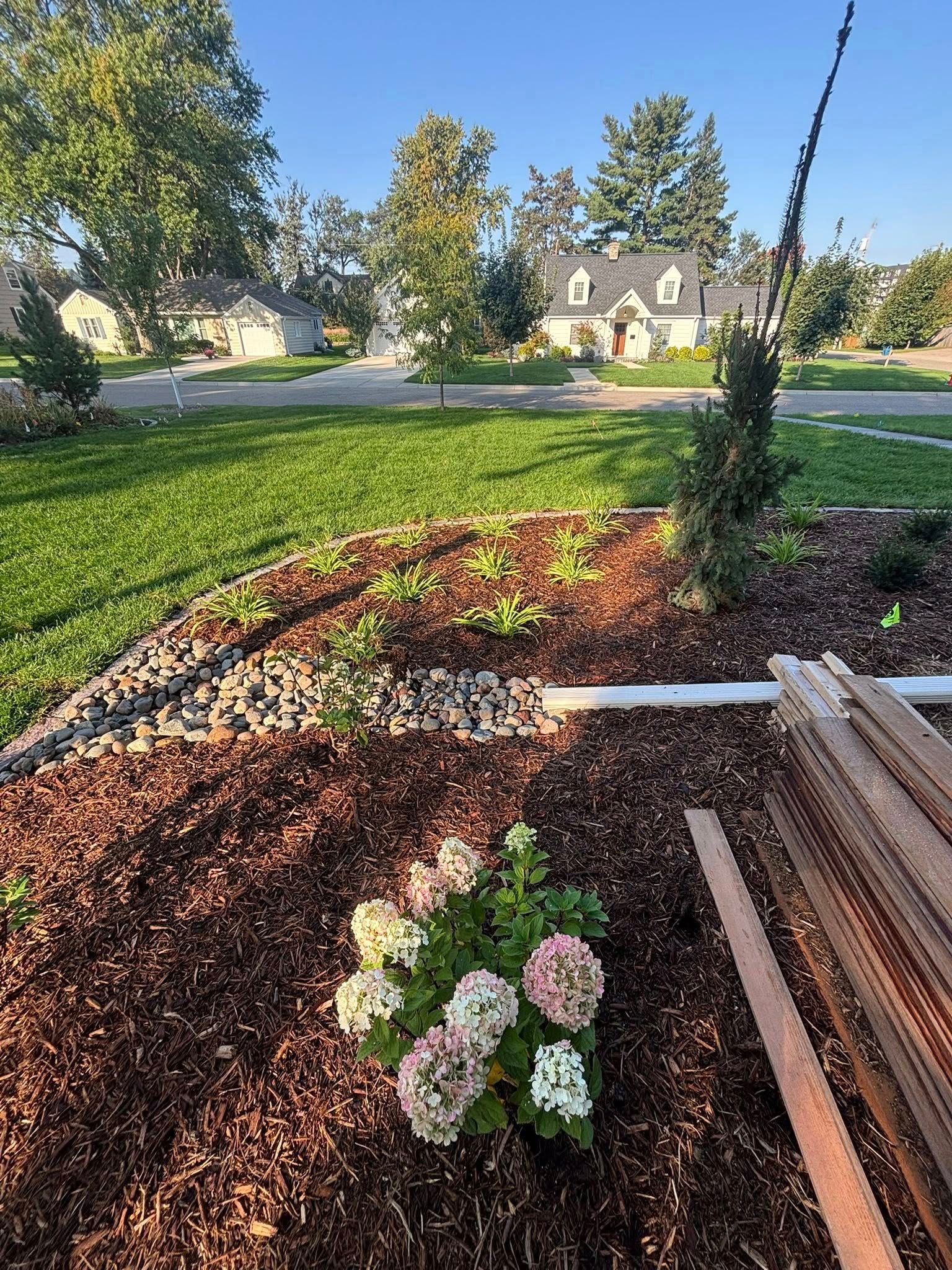 Landscaped yard with flowering hydrangeas, mulch, and a house in the background. Sunny day.