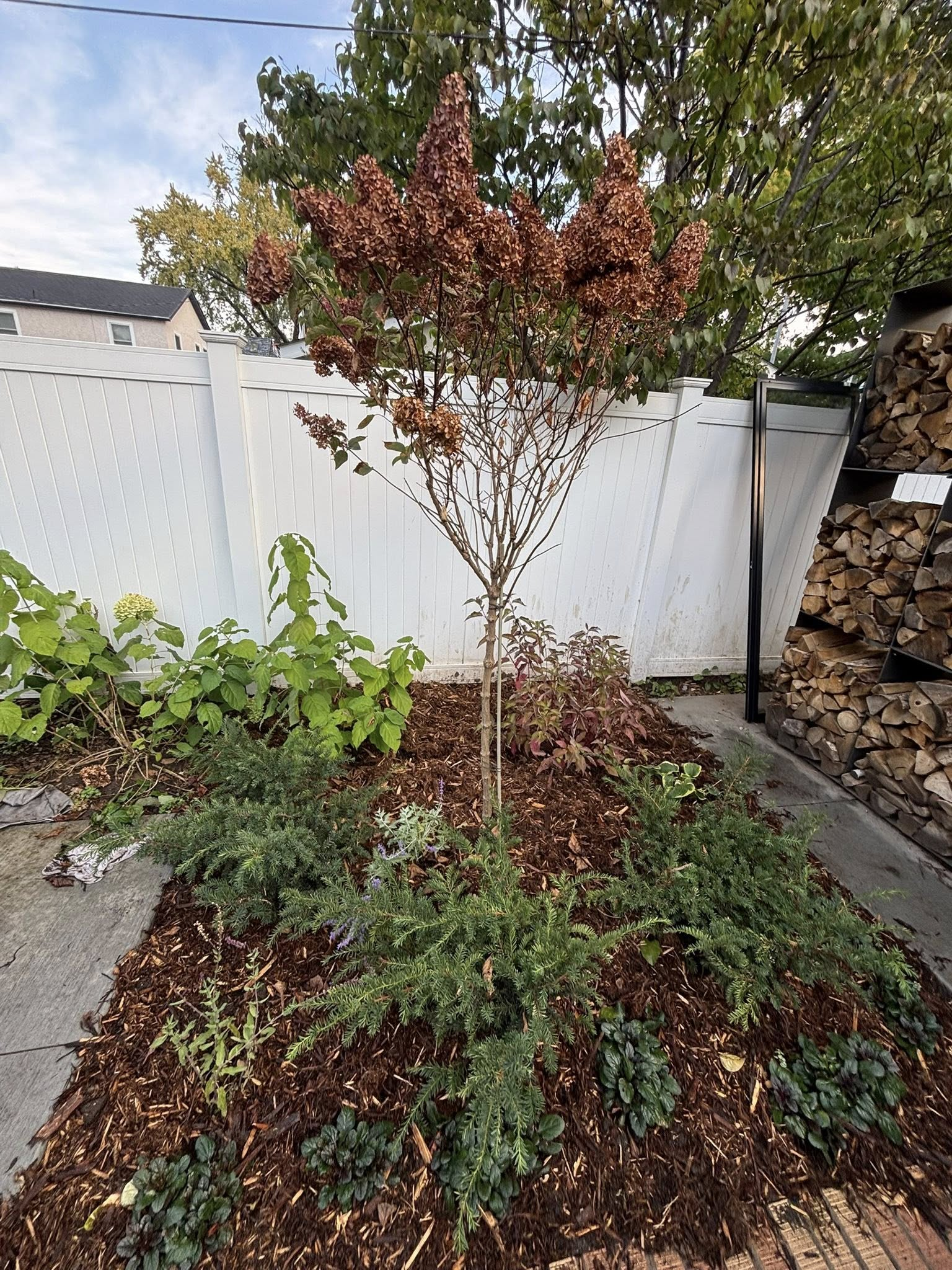 A young tree with reddish leaves is surrounded by greenery, mulch, and a white fence in a backyard.