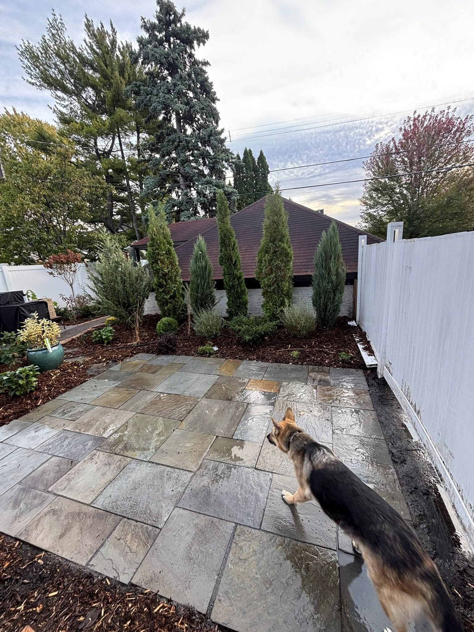 German Shepherd dog in a backyard with a stone patio, shrubs, and a white fence.