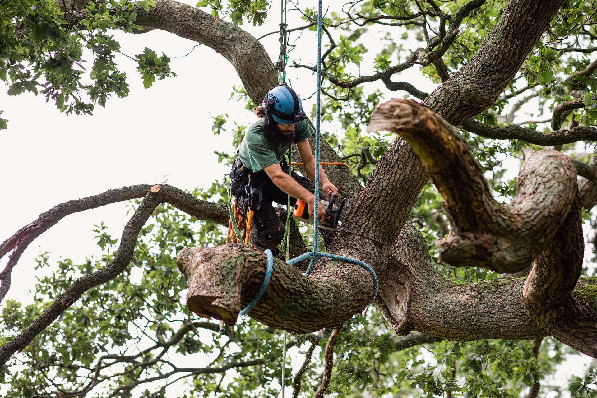 Tree Arborists | Gold Coast, QLD | Jackson’s Tree Service