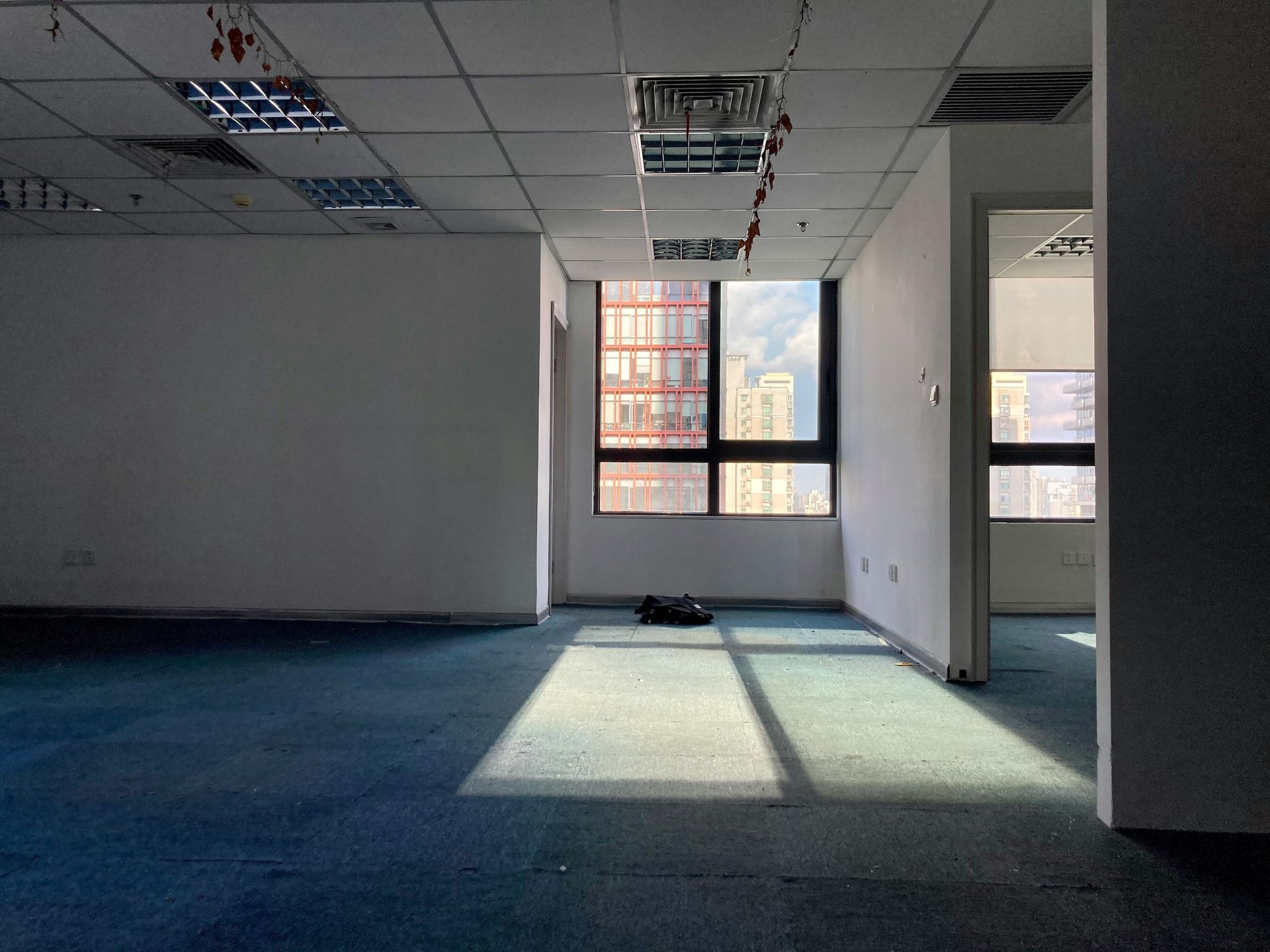 Empty office space with blue carpet, windows, and bright sunlight.
