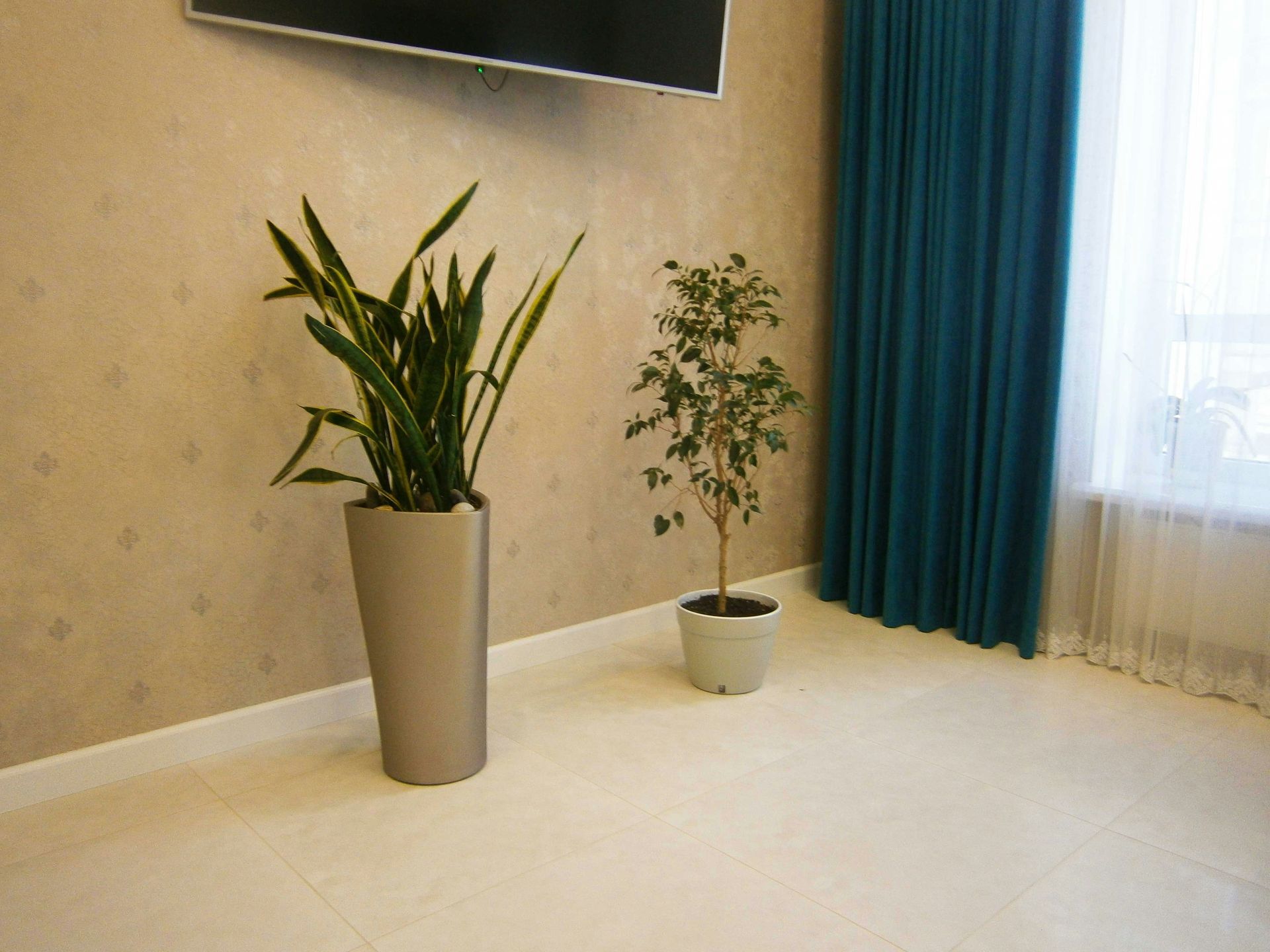 Two potted plants in a room with a TV on the wall, teal curtains, and a window.