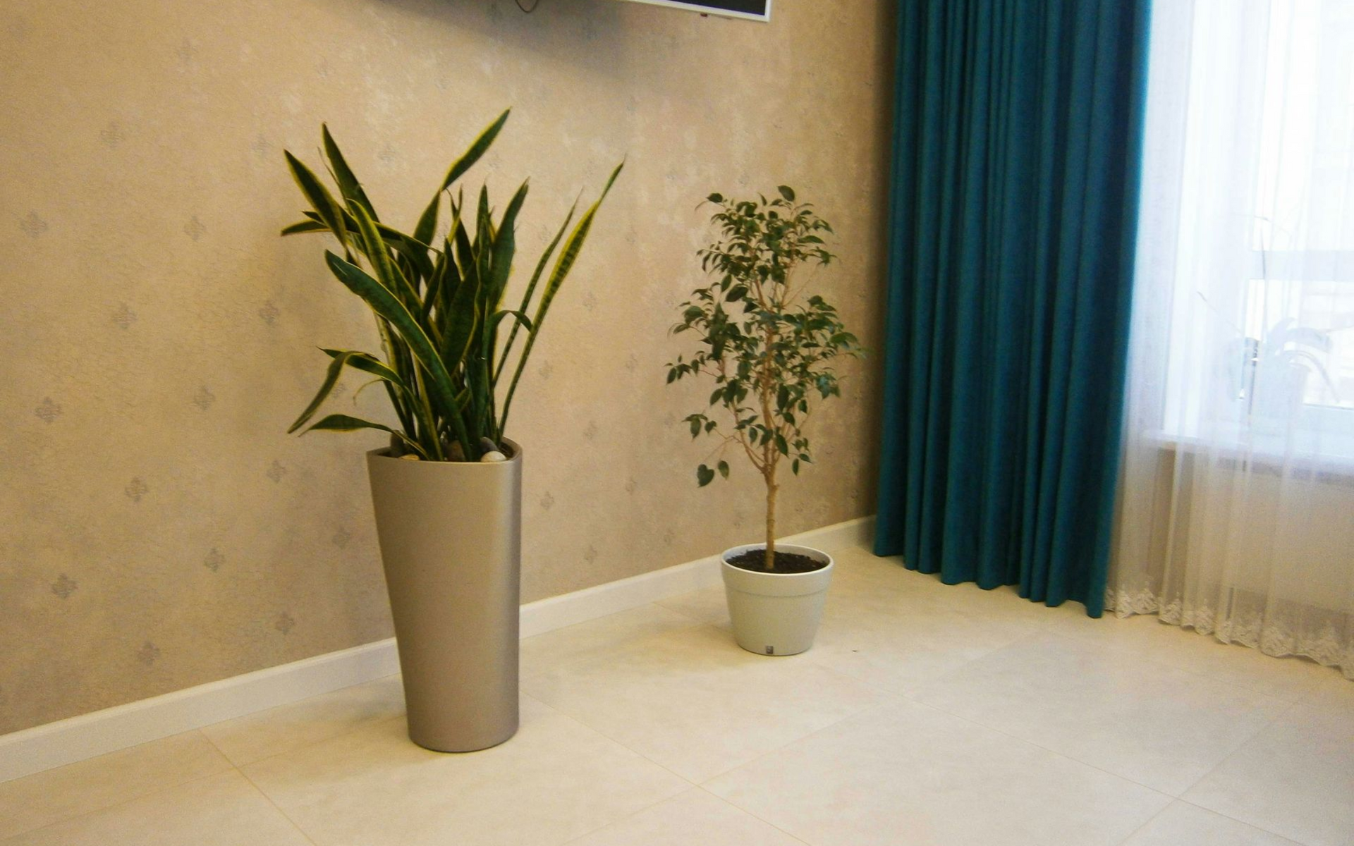 Two indoor plants in pots against a beige wall, teal curtains, and a white floor.