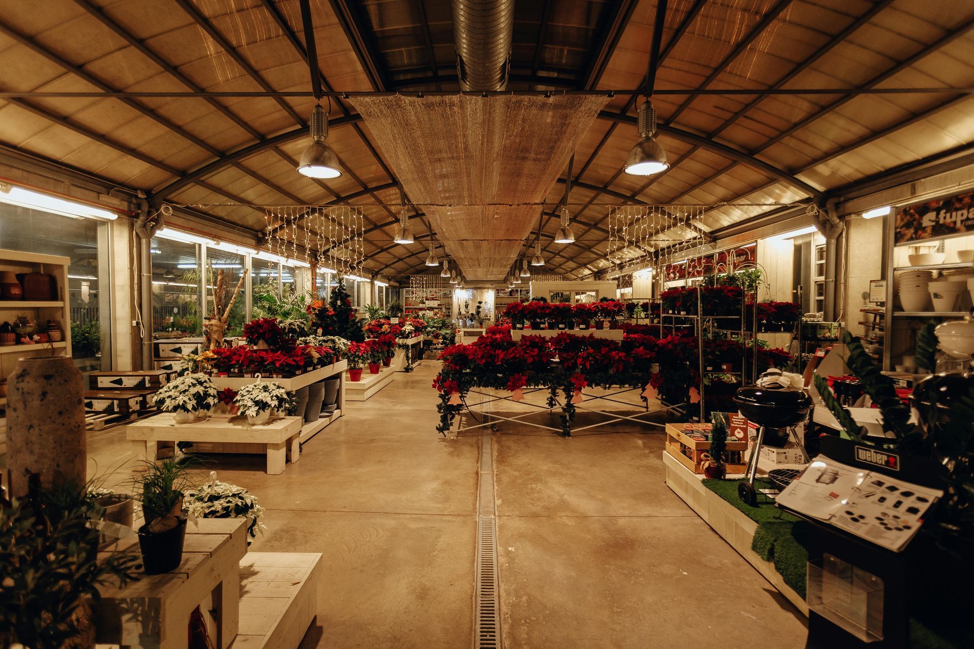 Inside a well-lit plant shop, rows of poinsettias and other flowers are displayed on tables, under a high ceiling.