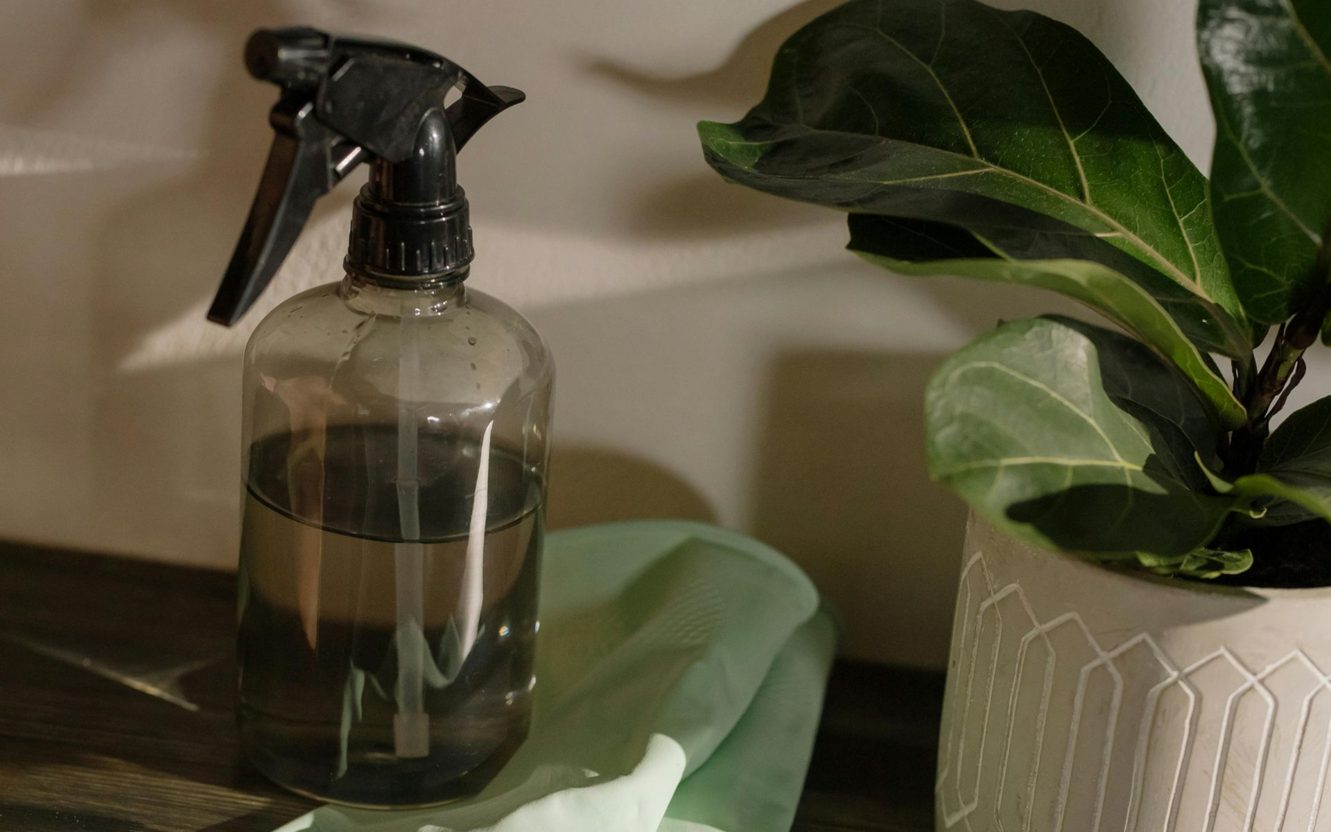 Spray bottle next to a potted plant, with a cloth.