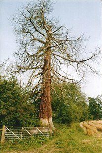 A tall, bare-branched dead tree stands next to a metal gate and a grassy field under a pale sky.