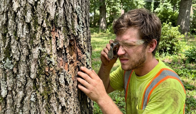 A professional tree expert from Tree Service of Charlottesville inspecting tree bark for pests.