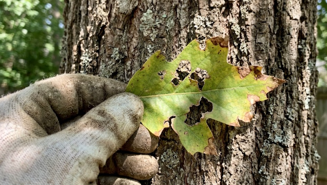 Close up of a green leaf with holes chewed in it, showing signs of a tree pest infestation.