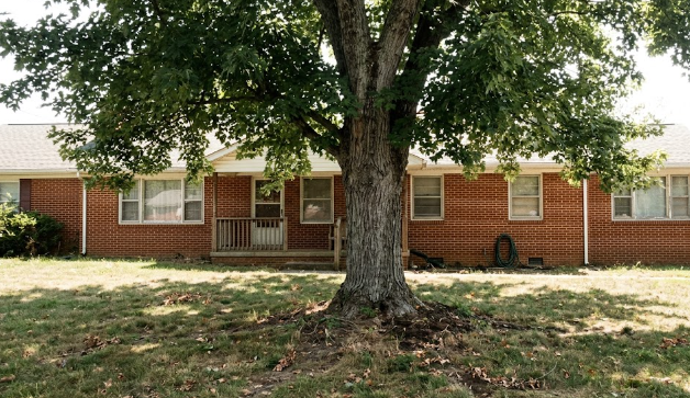 A large, healthy, bug-free green tree in a Charlottesville residential yard.
