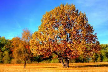 A large, golden-hued autumn tree stands in a field under a clear blue sky, with a smaller tree to its left.