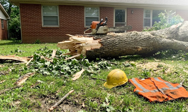 A professional arborist from Tree Service of Charlottesville cutting a fallen tree safely.