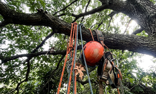 A certified arborist safely climbing a large tree using ropes and safety gear.