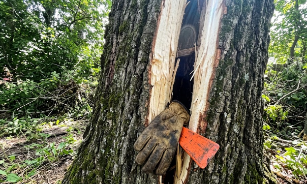 A close up of a cracked and dangerous tree trunk needing urgent removal.