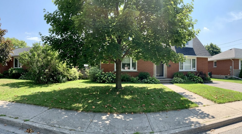 A beautiful, healthy, and professionally pruned tree in front of an Albemarle County home.
