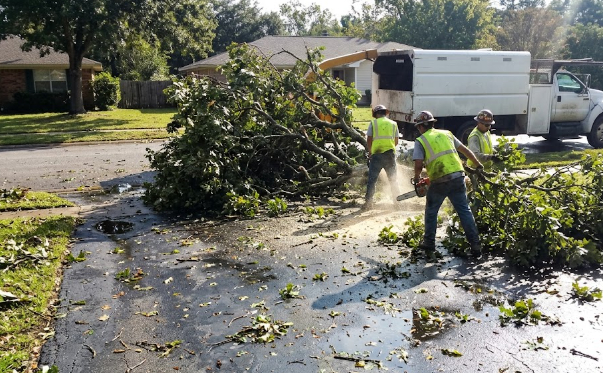 Tree service professionals cleaning up heavy fallen branches after a local storm.