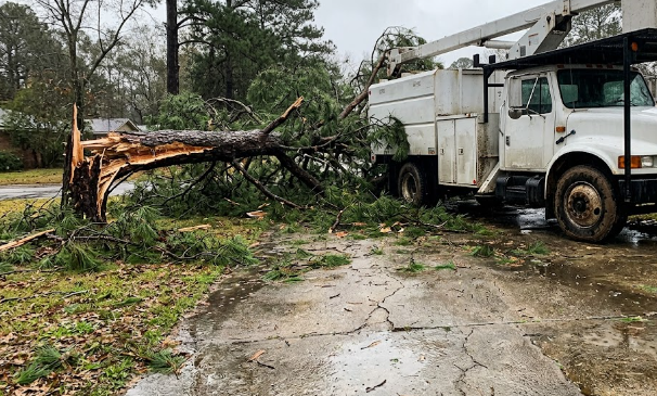 A fallen pine tree blocking a driveway waiting for emergency tree service.