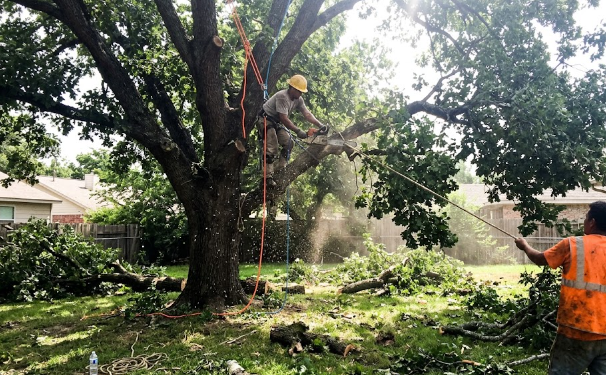 Professional tree climbers safely removing a large tree in a tight backyard space.