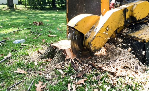 A stump grinding machine clearing away an old tree stump after tree removal.