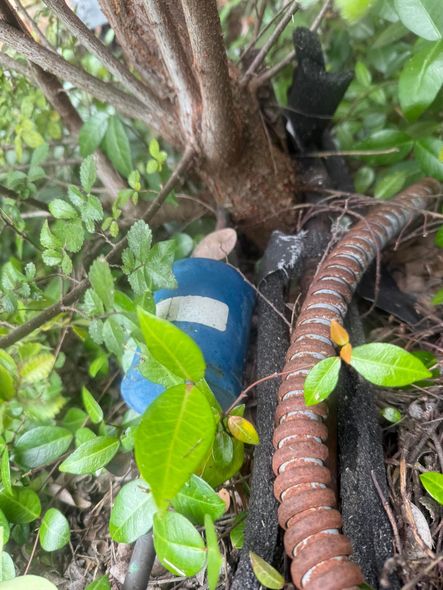 Blue object wrapped in white tape near a rusty, coiled metal tube and plant growth.