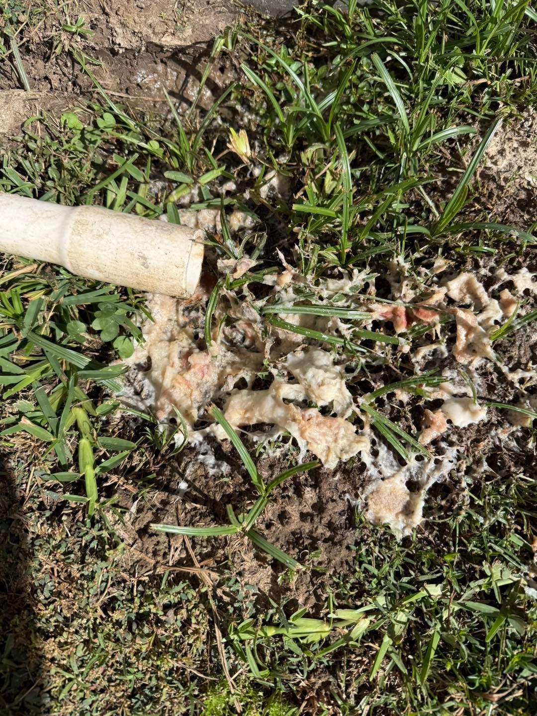 White pipe expelling foamy, tan substance onto brown and green grass.