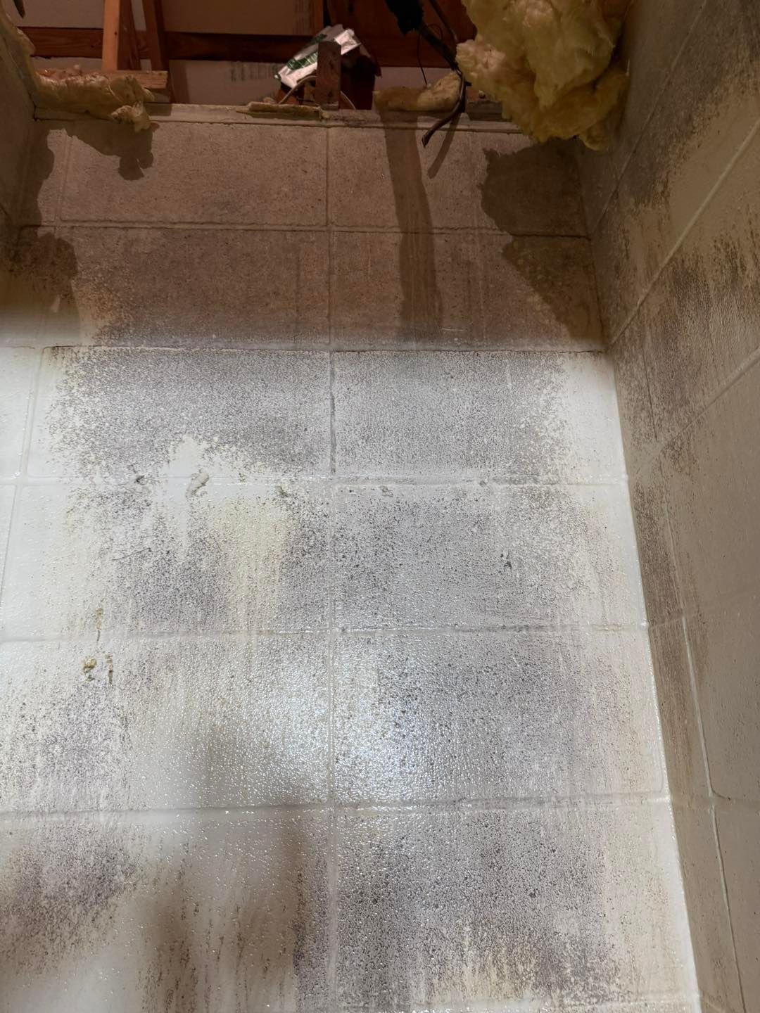 Mold growth on concrete block wall and floor. Brown and gray hues in basement setting.