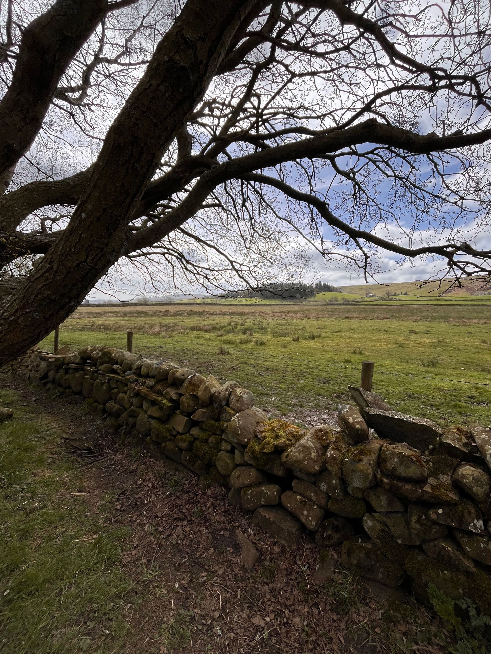 A dry stone wall runs through a grassy field under a cloudy sky, framed by the dark, spreading branches of a large tree.