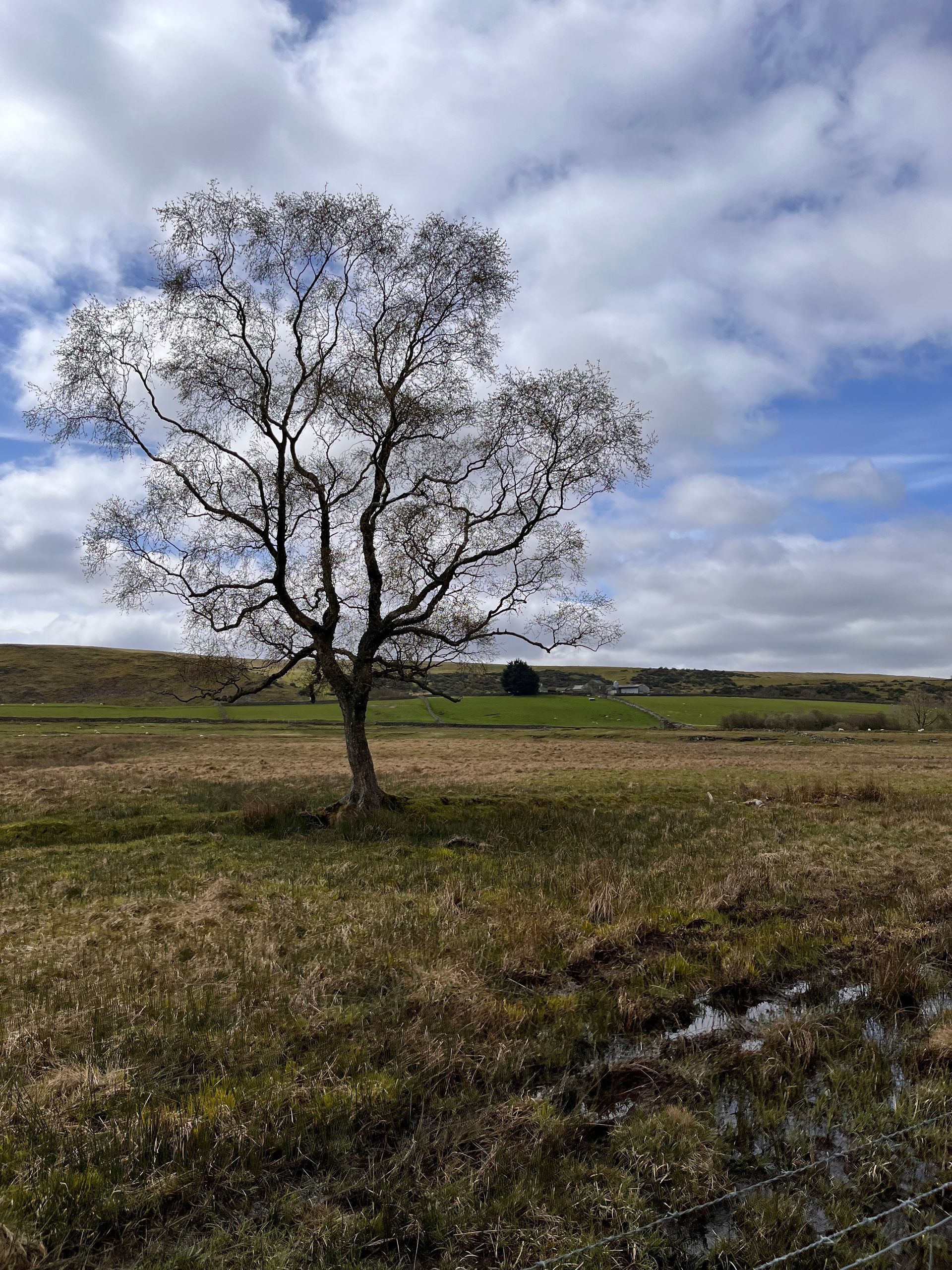 A leafless tree stands in a marshy, brown field under a cloudy blue sky, with rolling green hills in the distance.