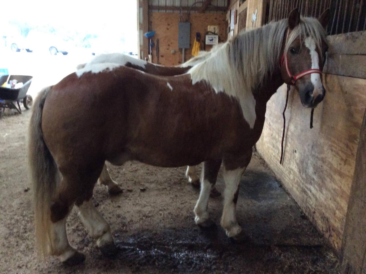 Mack — Oakley, CA — Fancy Ferriage by Horse and Carriage