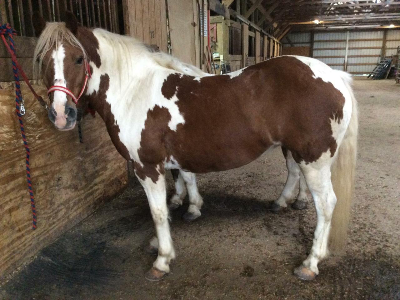 Macy — Oakley, CA — Fancy Ferriage by Horse and Carriage
