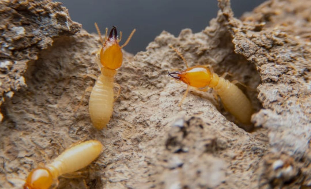 Best Pest Control & Home Services 