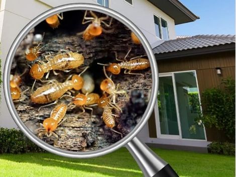Best Pest Control & Home Services 