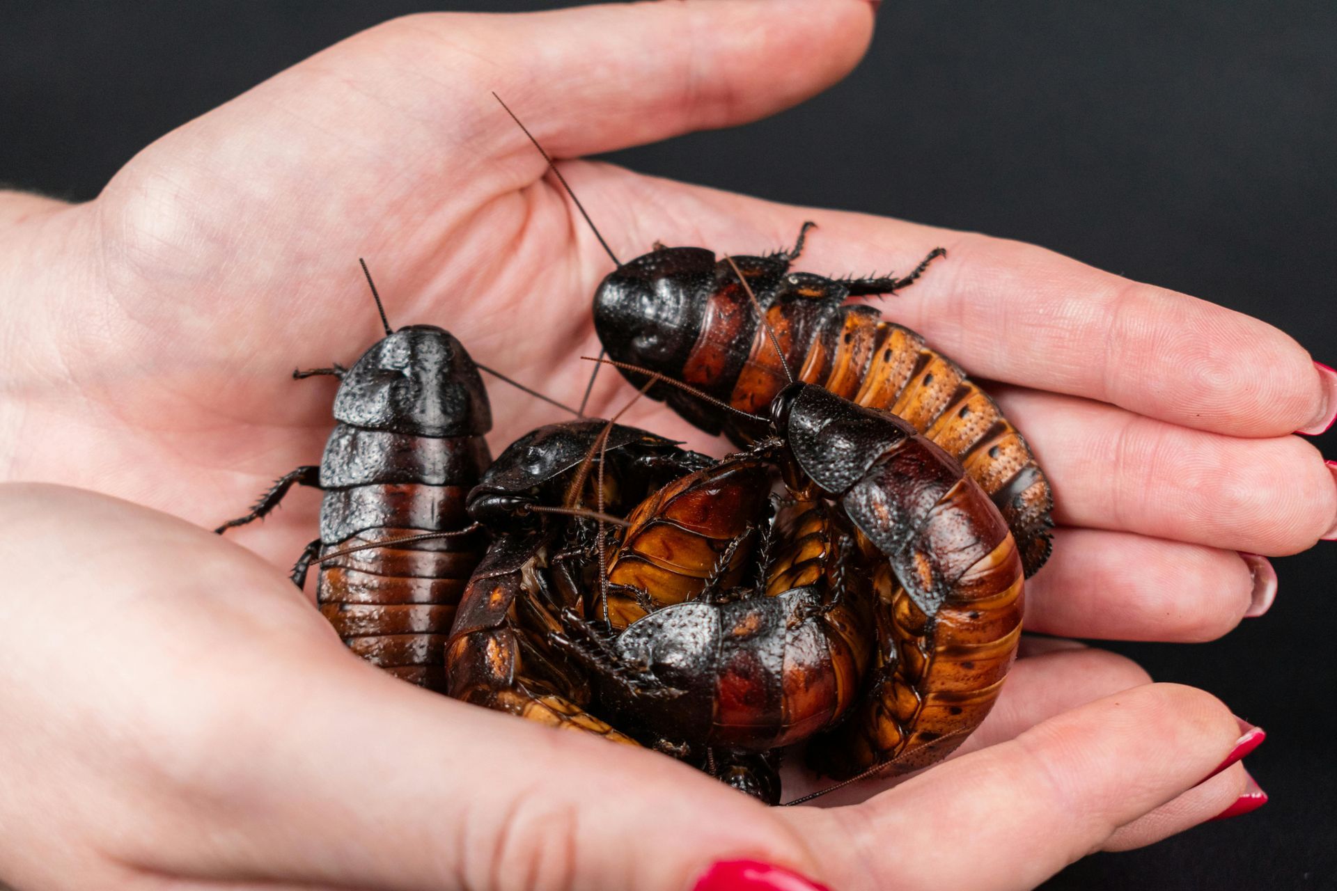 A woman is holding three cockroaches in her hands.
