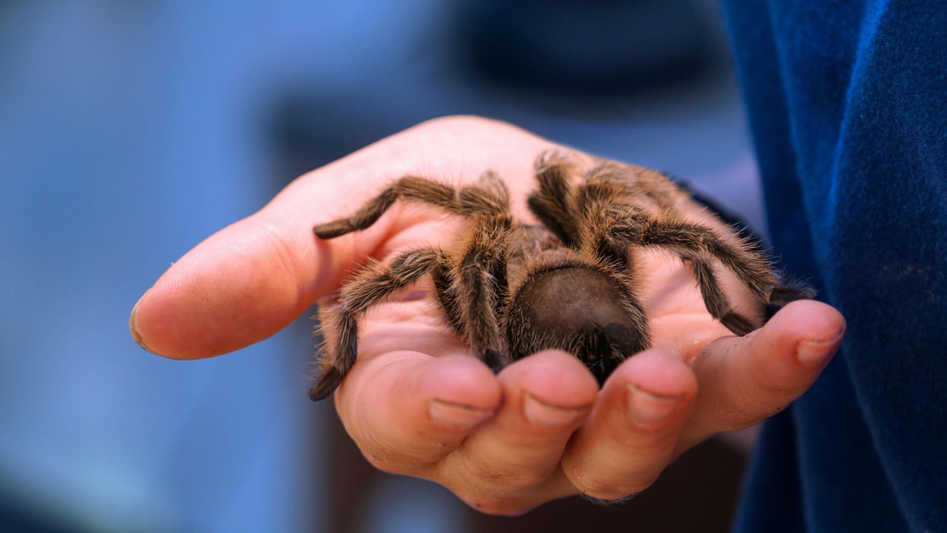 A person is holding a spider in their hands.