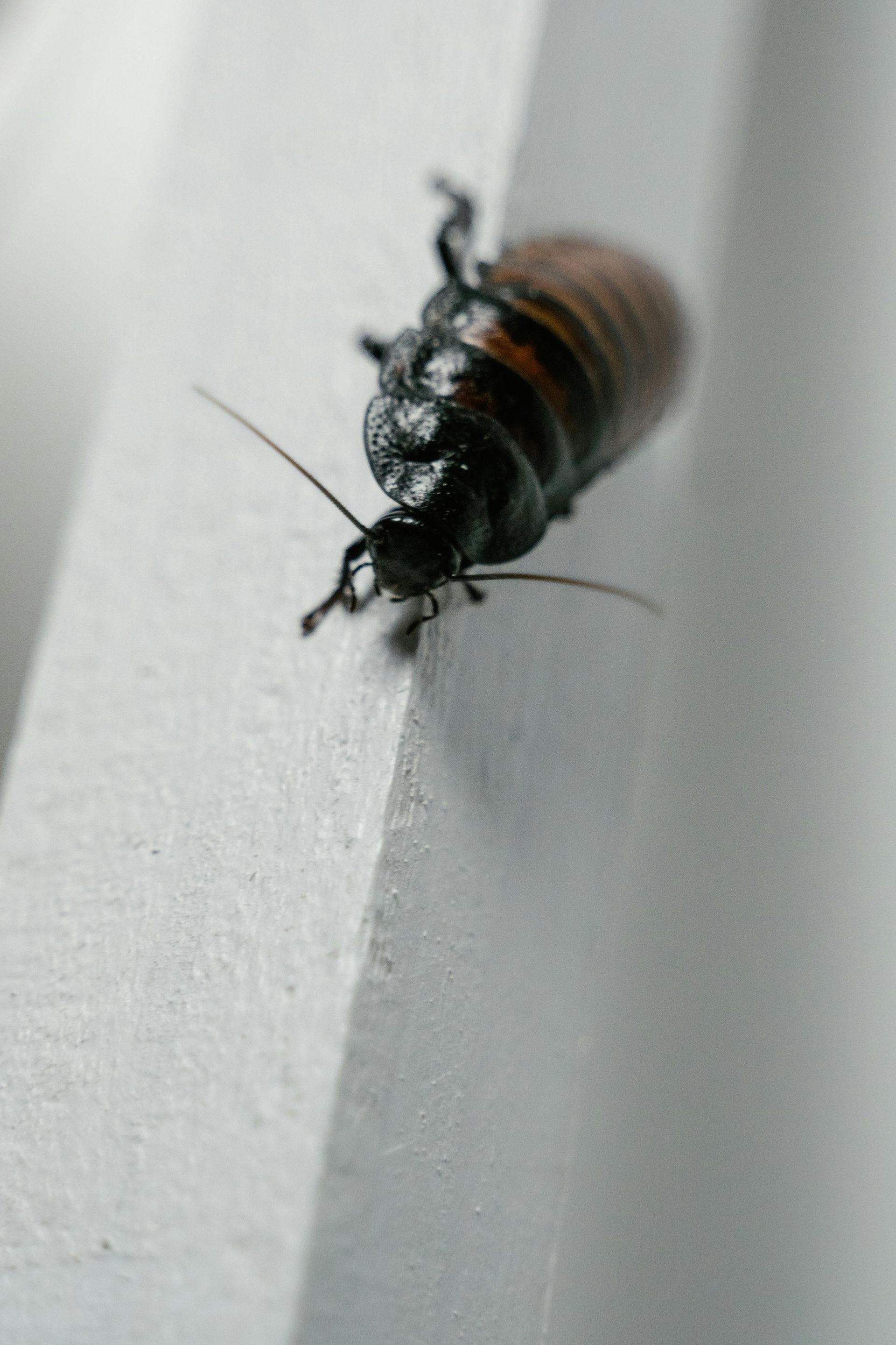 A cockroach is crawling on a white wall.