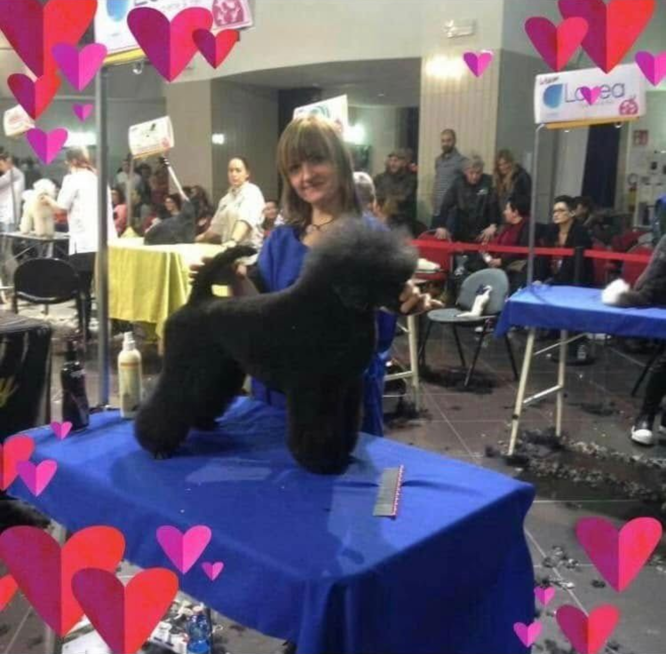 Durante una gara canina al coperto, una persona si prende cura di un barboncino nero standard che si trova su un tavolo blu.