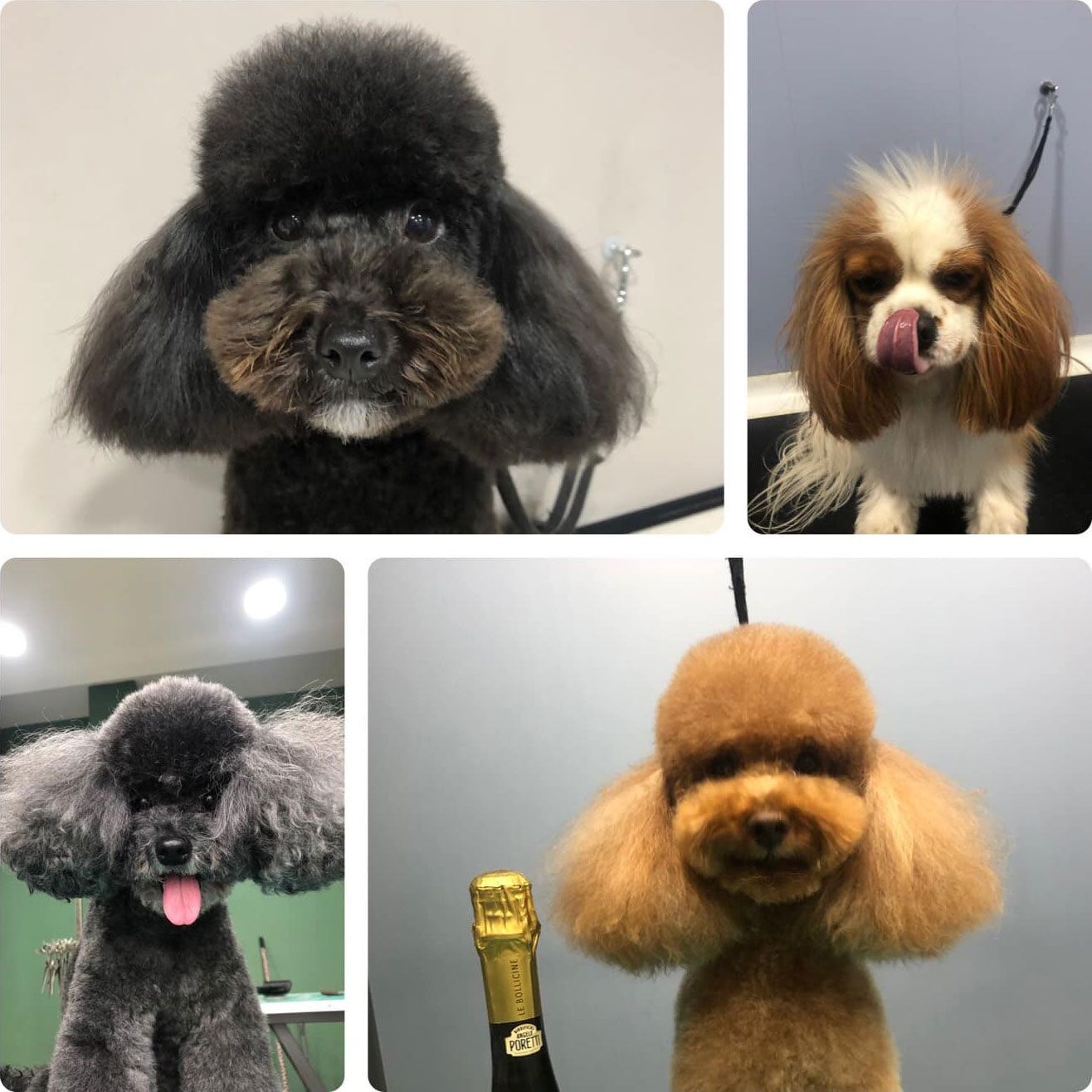 Un collage di quattro cani diversi, tra cui barboncini e un Cavalier King Charles Spaniel, toelettati e seduti in casa.