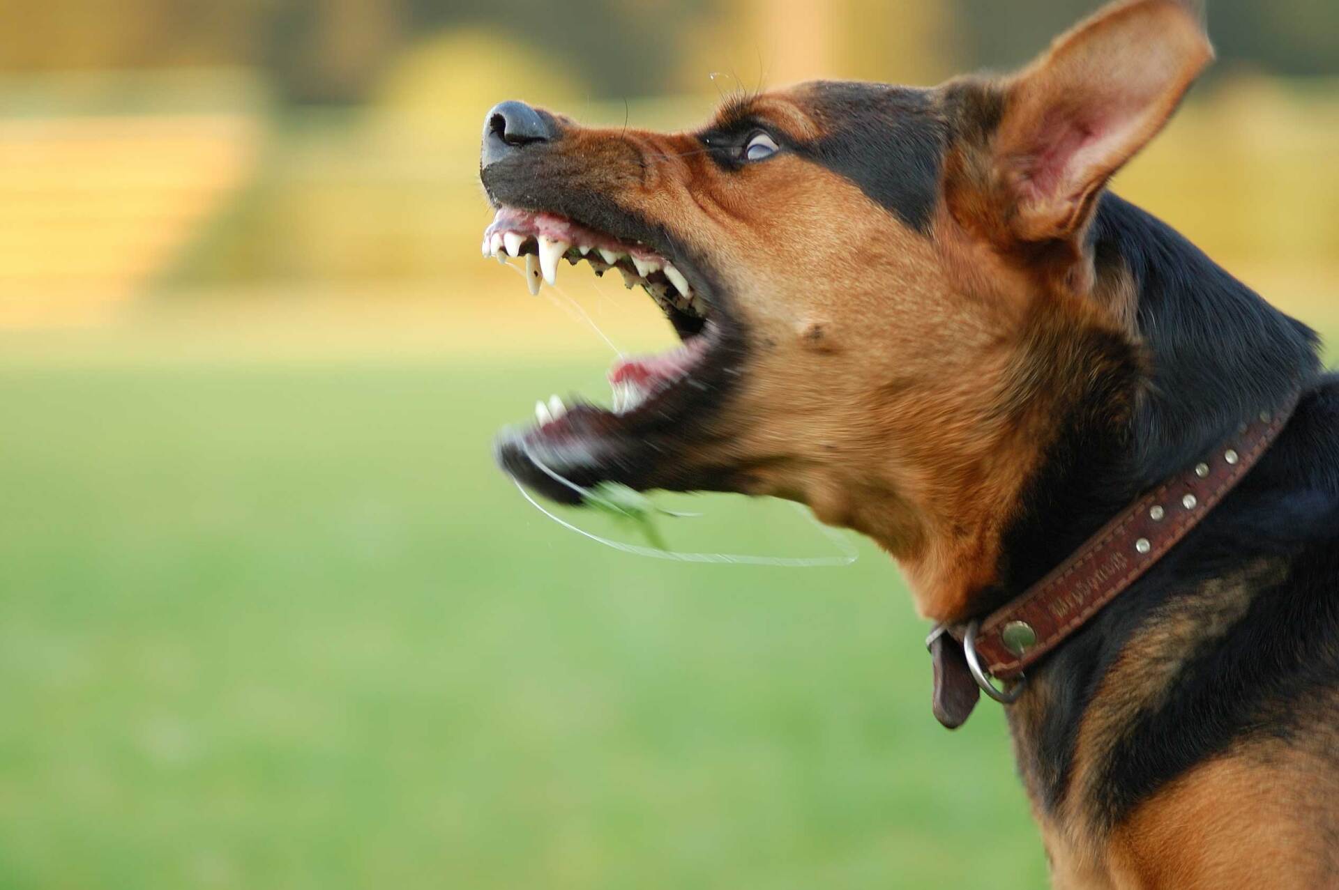 Angry dog — Wilmington, DE — Daniel D. Martin & Associates, LLC Angry dog — Wilmington, DE — Daniel D. Martin & Associates, LLC