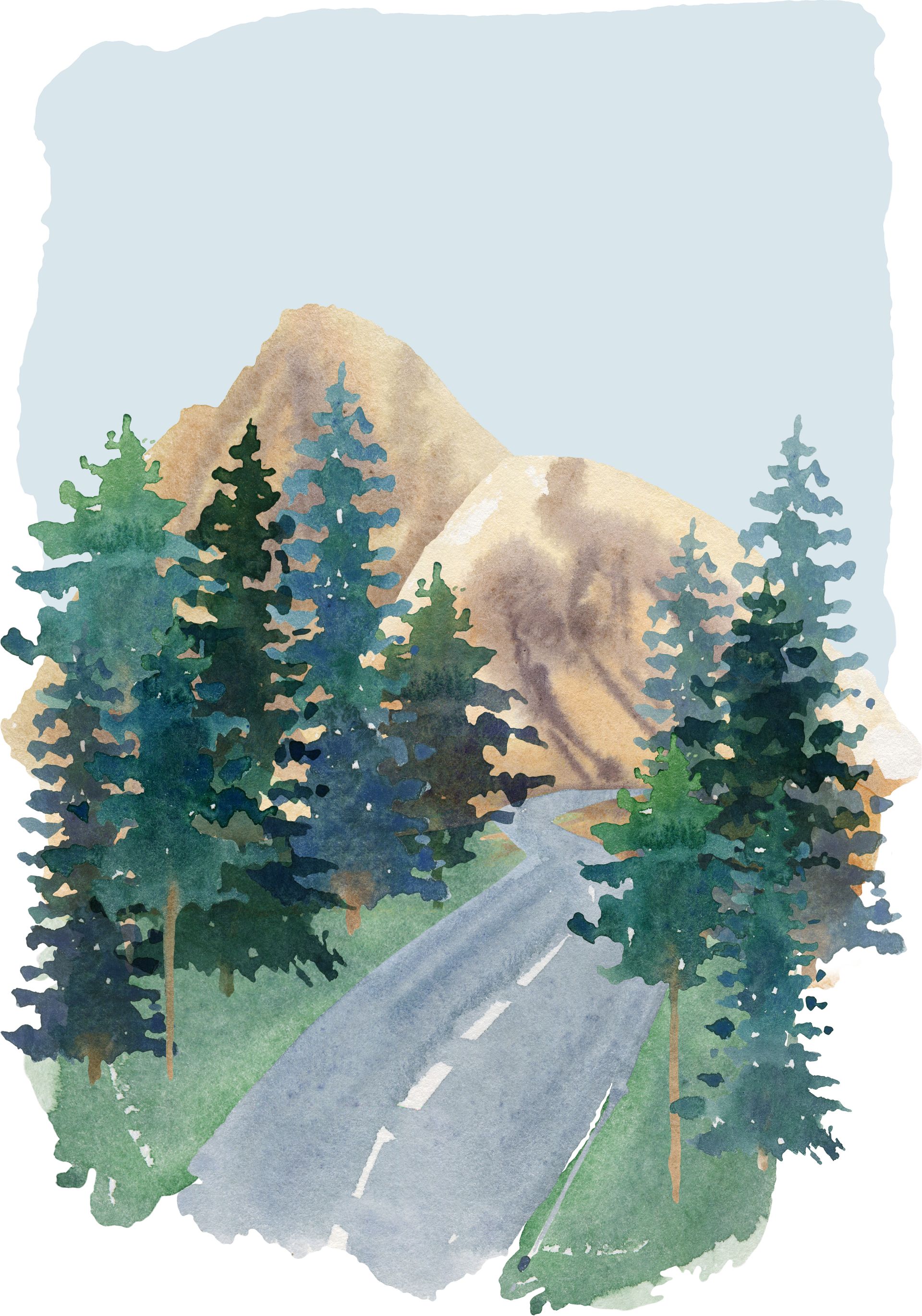 Road winds through evergreen trees towards tan mountains. Sky above.