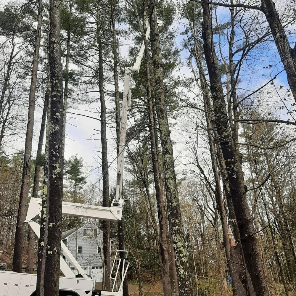 A tree service truck with an extended lift trimming a tall tree in a wooded area.