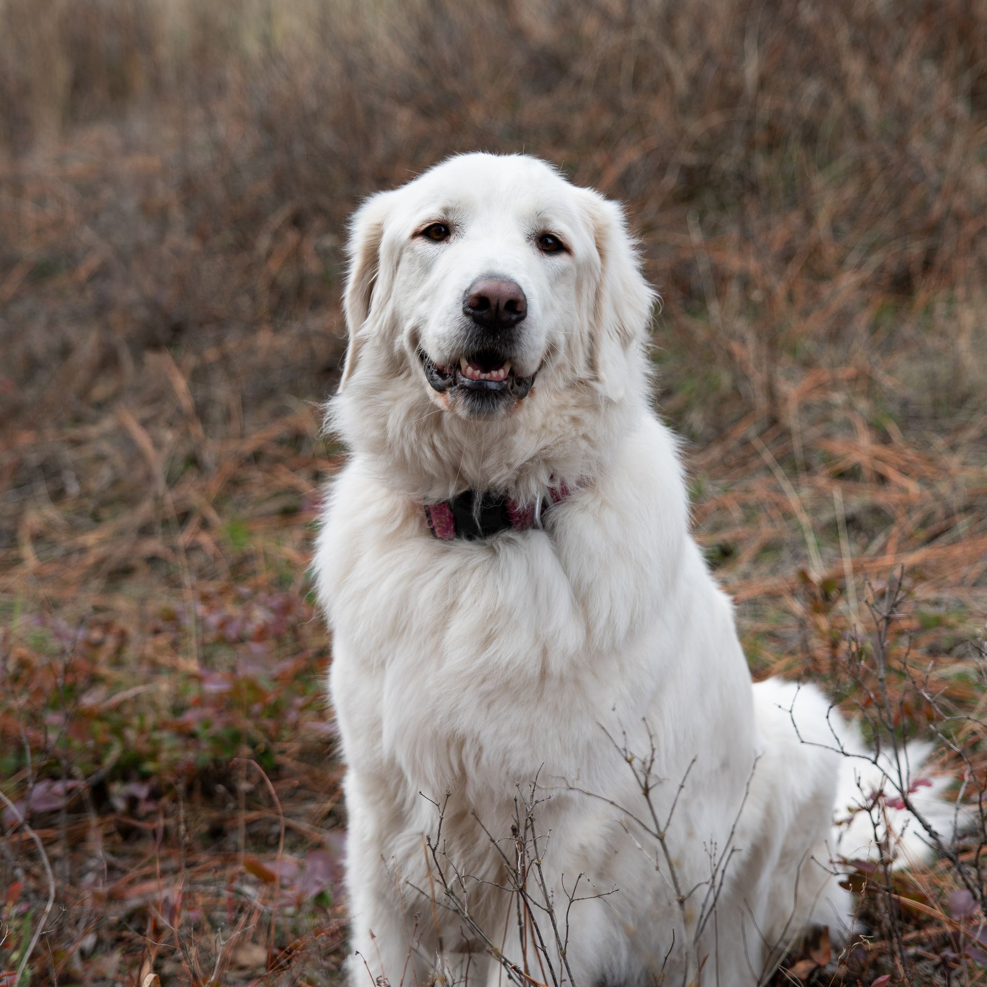 White fluffy dog sitting in brown grass, wearing a collar and looking at the camera.