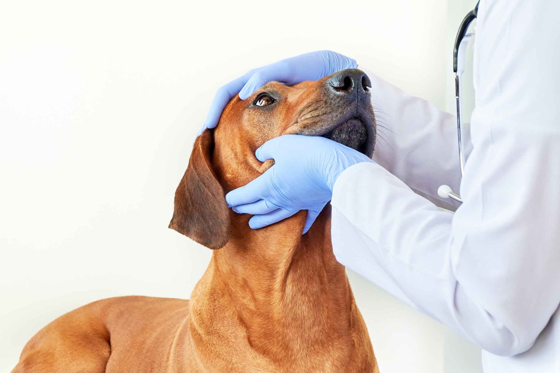 A dachshund is being examined by a veterinarian.
