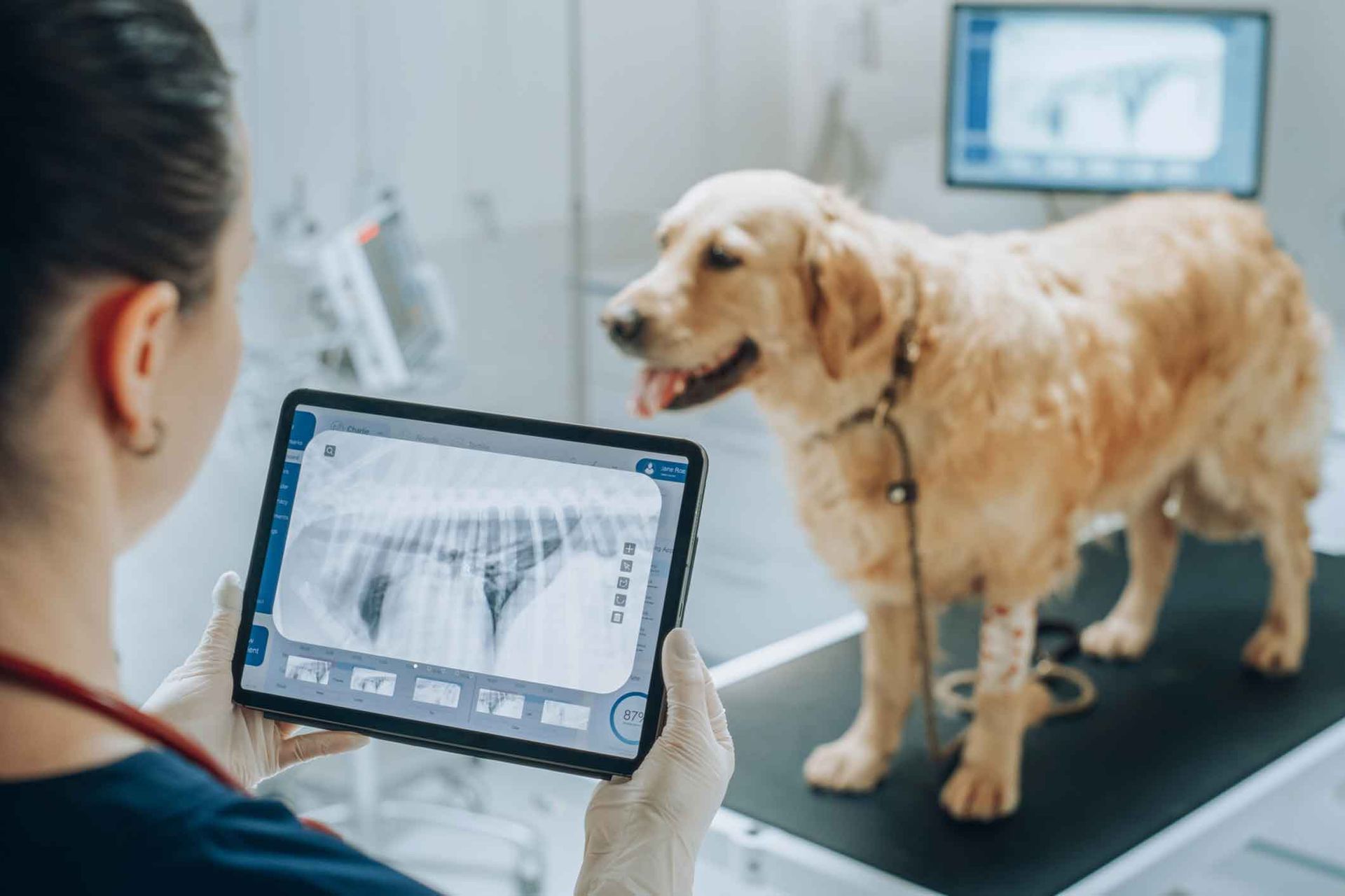 A veterinarian is holding a tablet in front of a dog.