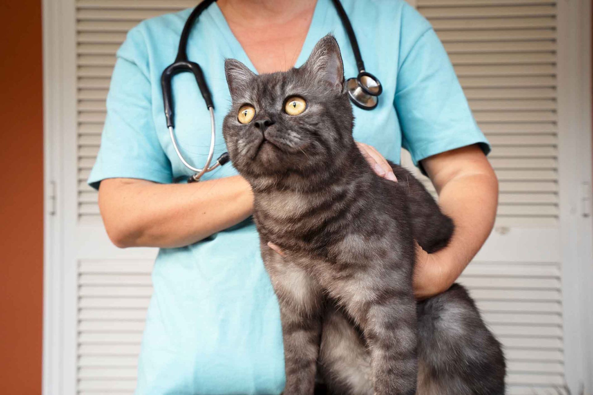 A veterinarian is holding a cat with a stethoscope around its neck.