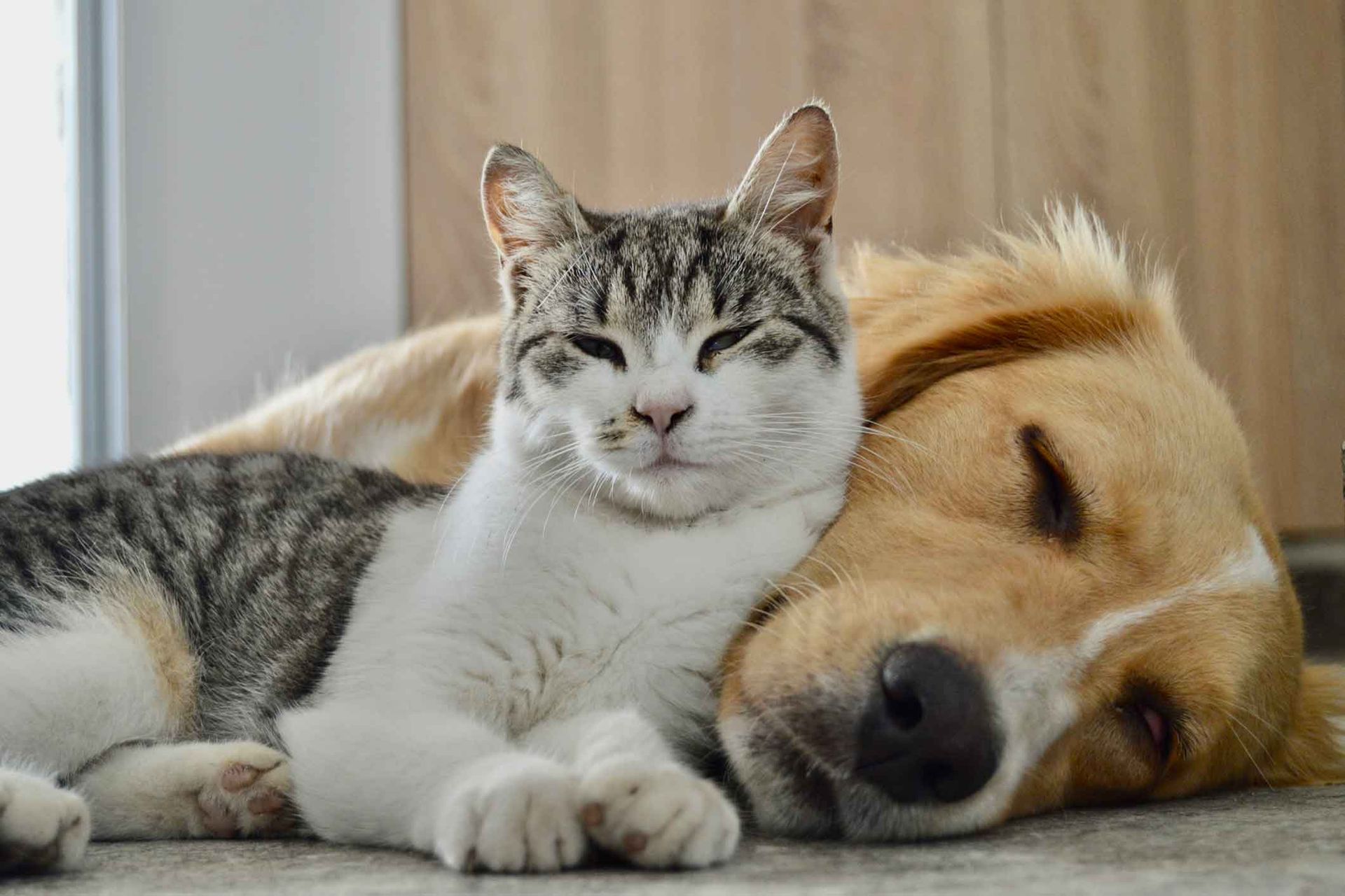 A dog and a cat are laying next to each other on the floor.