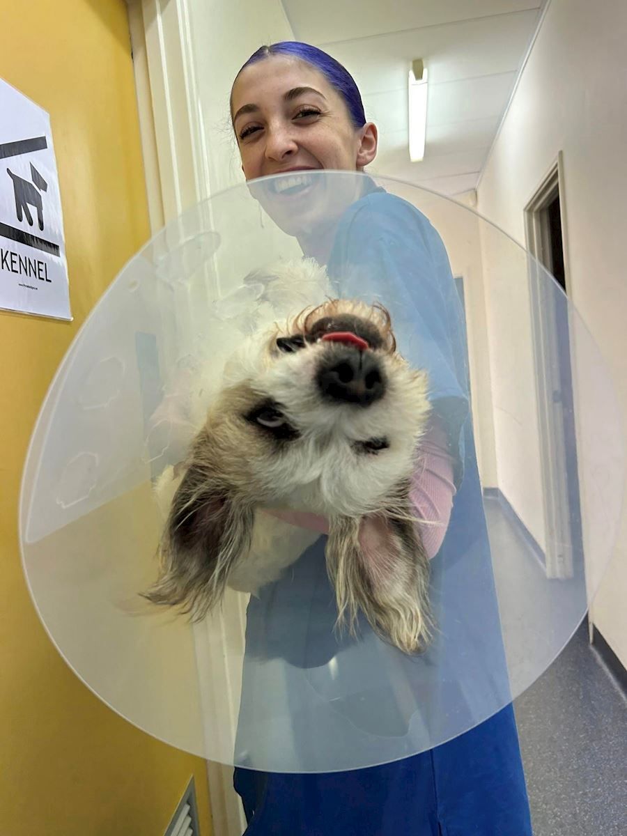 A woman is holding a dog with a cone around its head.